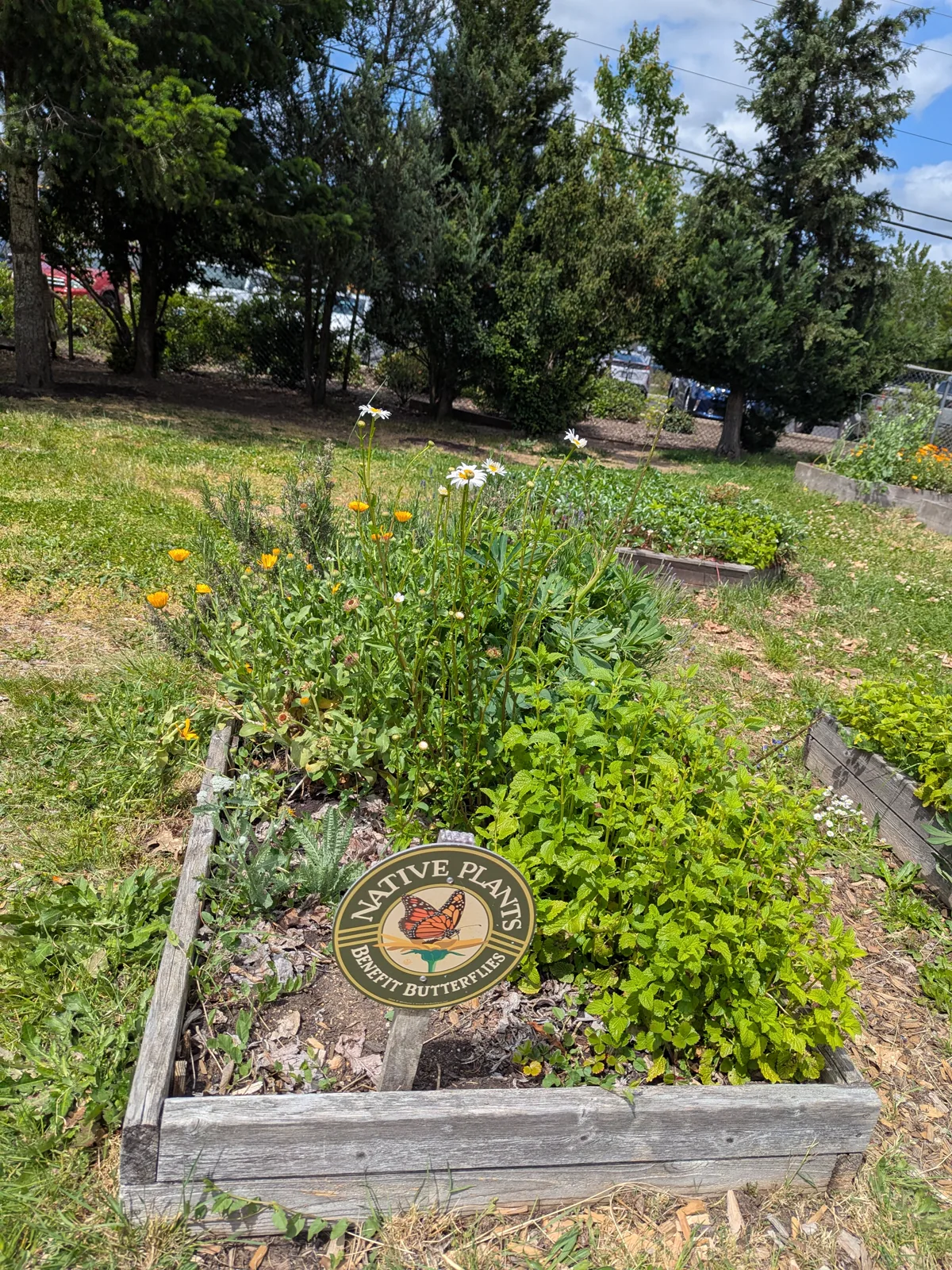 Native plants garden with butterfly habitat medallion