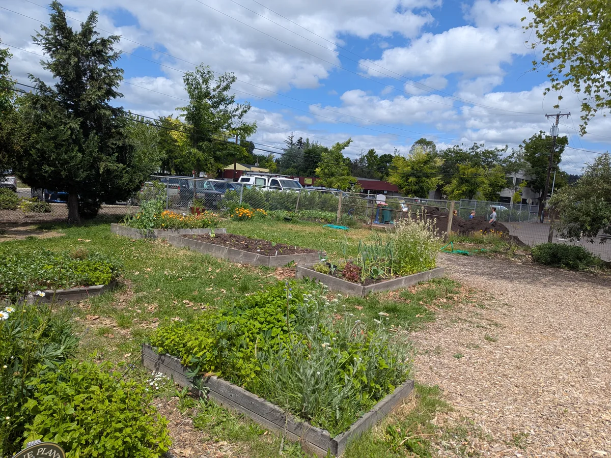 Raised garden beds with trees and open sky