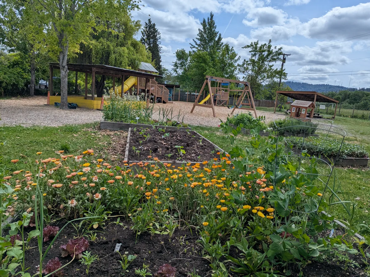 Garden beds with orange marigolds and playground in background